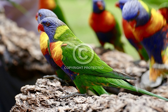 Rainbow Lorikeet Rainbow Lorikeet