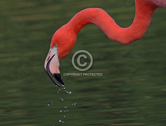 Caribbean Flamingo