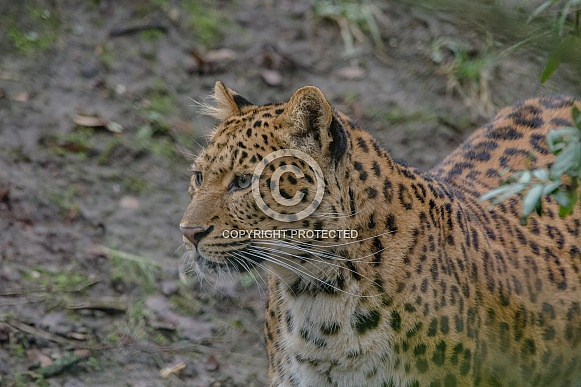 Leopard