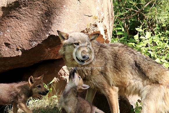 Wolf and Wolf Pups