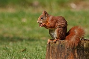 squirrel eating nut