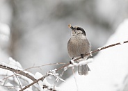 Gray Jay in Winter