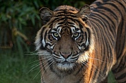 Sumatran Tiger Close Up
