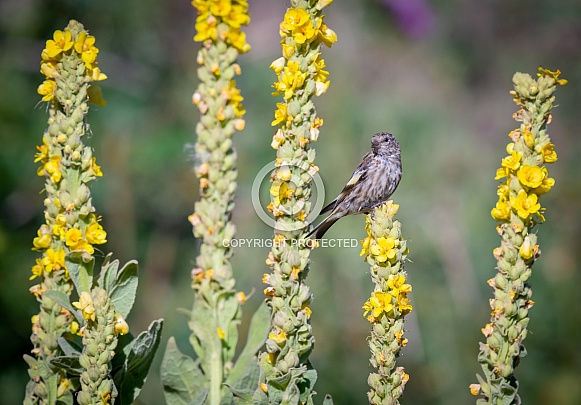 Pine Siskin Pine Siskin