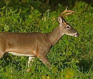 White tail deer