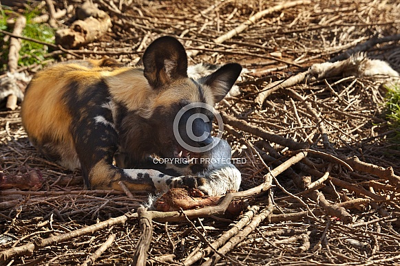 African Wild Dog (Lycaon pictus) African Wild Dog (Lycaon pictus)