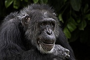 Chimpanzee Close Up Sitting Relaxed
