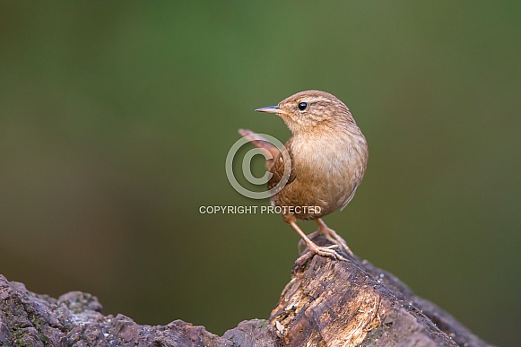 Wren Wren