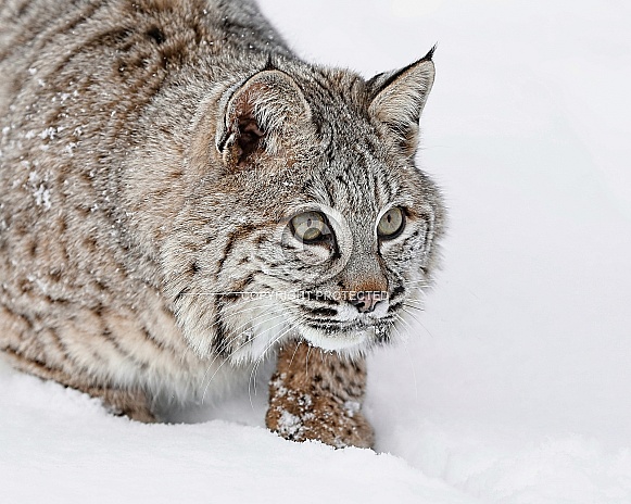 Bobcat