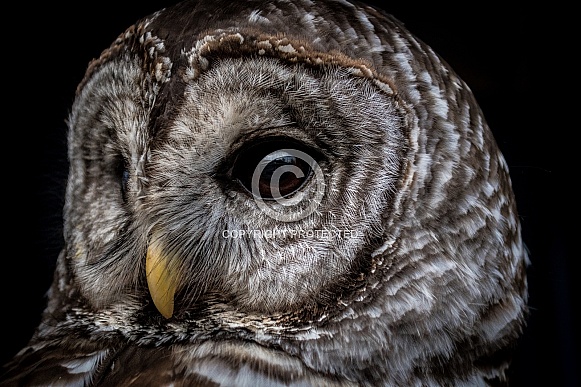 Barred Owl