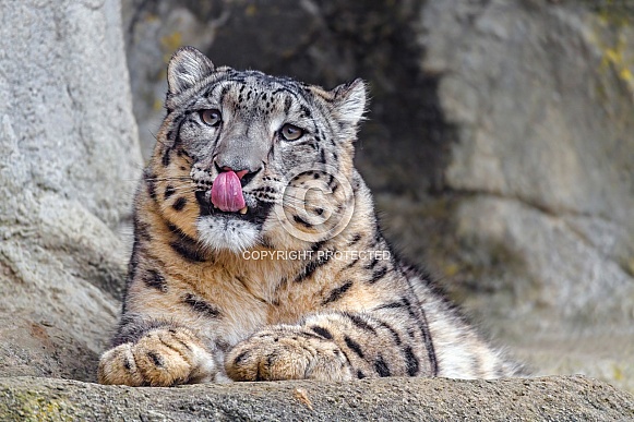 Snow leopard licking nose