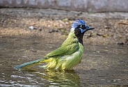 Green Jay