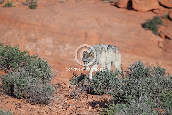 wolf, canis lupis