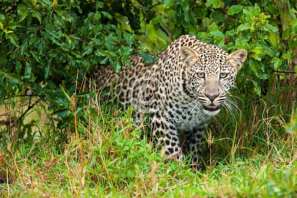 Leopard surprise