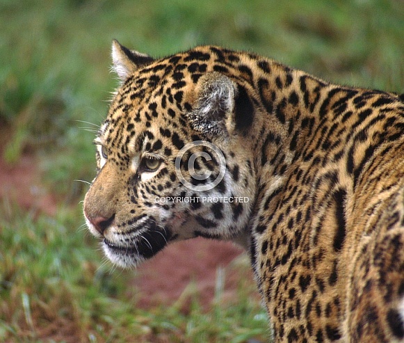 Jaguar