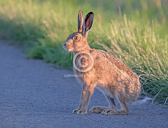 Brown Hare Brown Hare