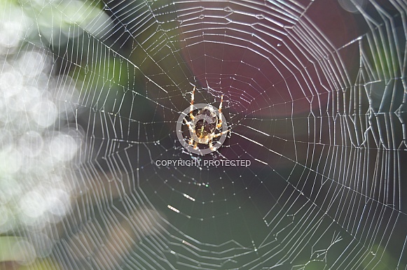English Garden Spider