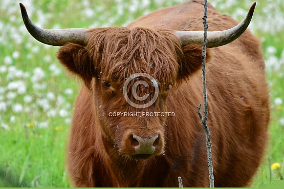 Highland Cattle