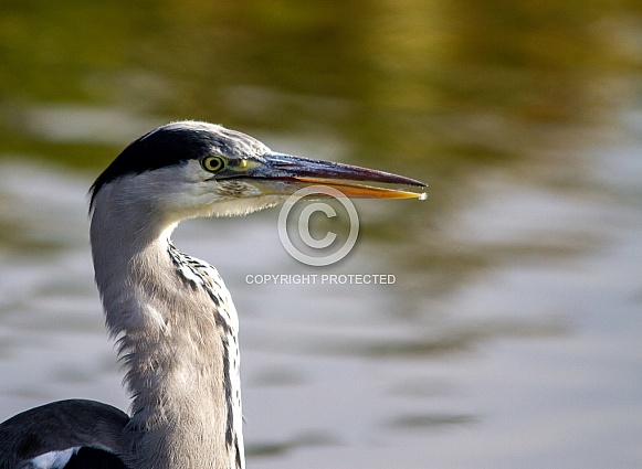 Grey heron