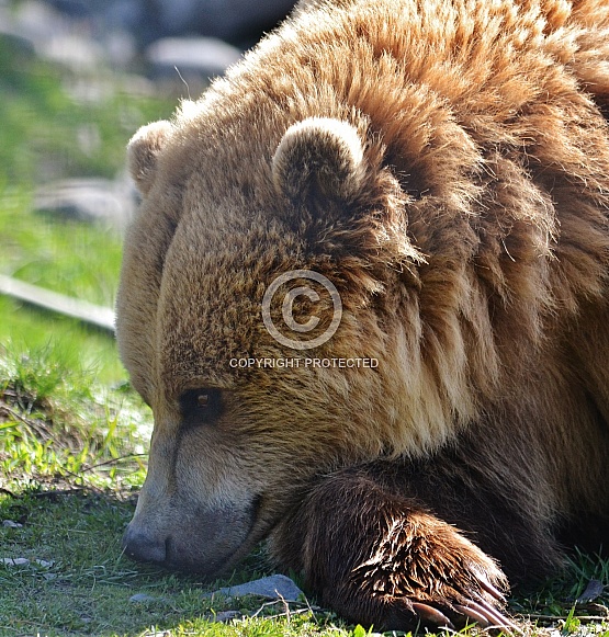 Grizzly Bear Grizzly Bear