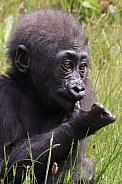 Western Lowland Gorilla (Gorilla Gorilla Gorilla)