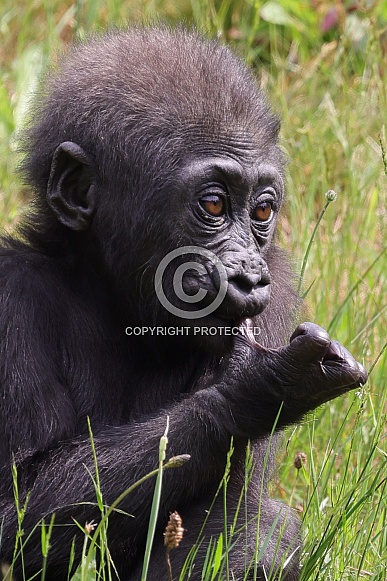 Western Lowland Gorilla (Gorilla Gorilla Gorilla)