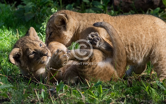 Lion Cubs