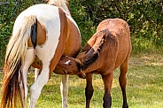Asseteague Mare and Foal