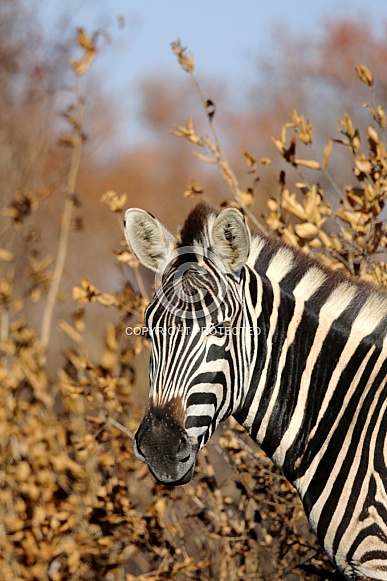 Stripes in Africa