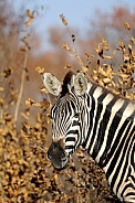Stripes in Africa