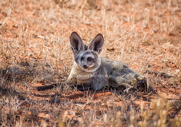 Bat-eared Fox Bat-eared Fox