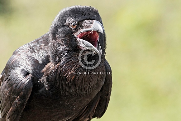 Raven Beak Open Shouting