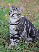 Cute Tabby Kitten Looking Up