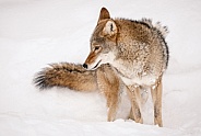Coyote