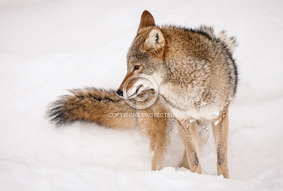 Coyote Coyote