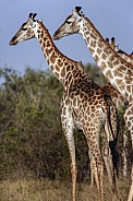 Giraffes - Etosha National Park - Namibia