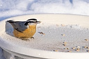 Red-breasted Nuthatch at the Feeder
