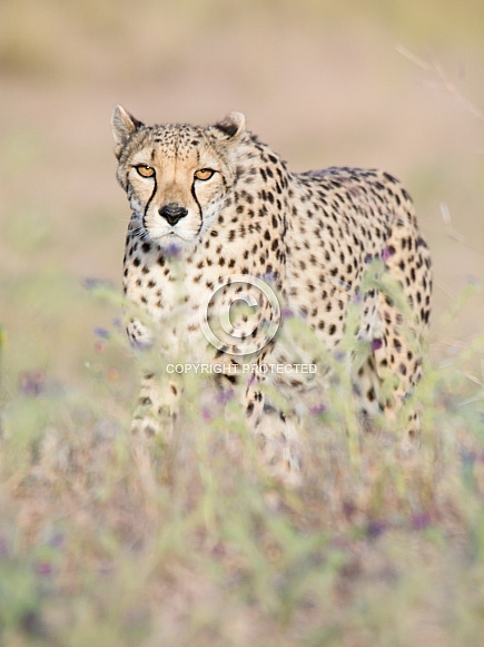 Cheetah Cheetah