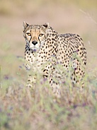 Cheetah