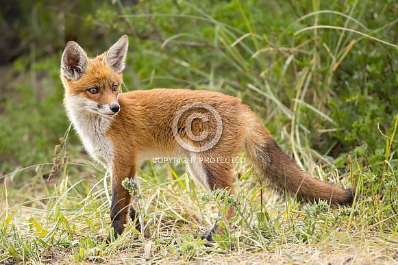 Young red fox cub in nature