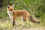 Young red fox cub in nature