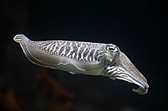 Common cuttlefish (Sepia officinalis)