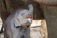 small Asian elephant (Elephas maximus) near mother in natural habitat