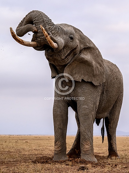 Bull elephant in musth