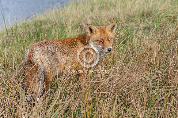 Red Fox Red Fox