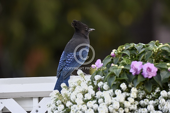 Steller's Jay Steller's Jay
