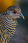 Female golden pheasant (dark)