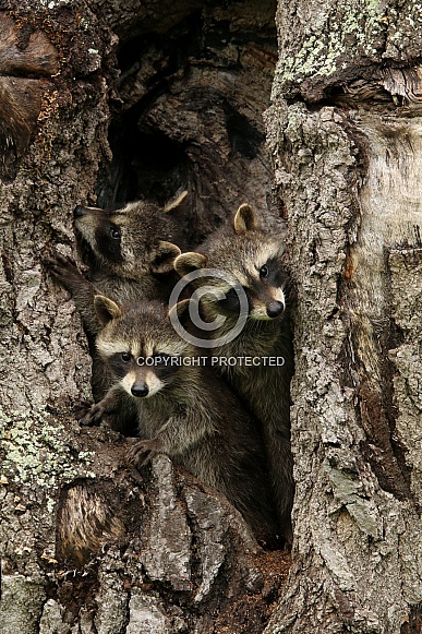 Baby Raccoons