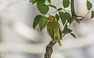 A Western Tanager in Arizona