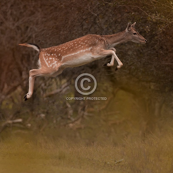 Fallow Deer Jump